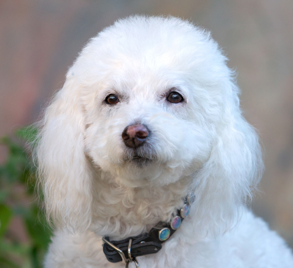 Casper the office dog in San Jose California