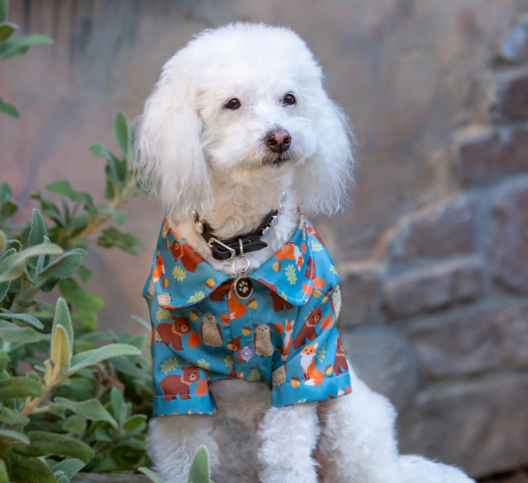 Casper the office dog in San Jose California